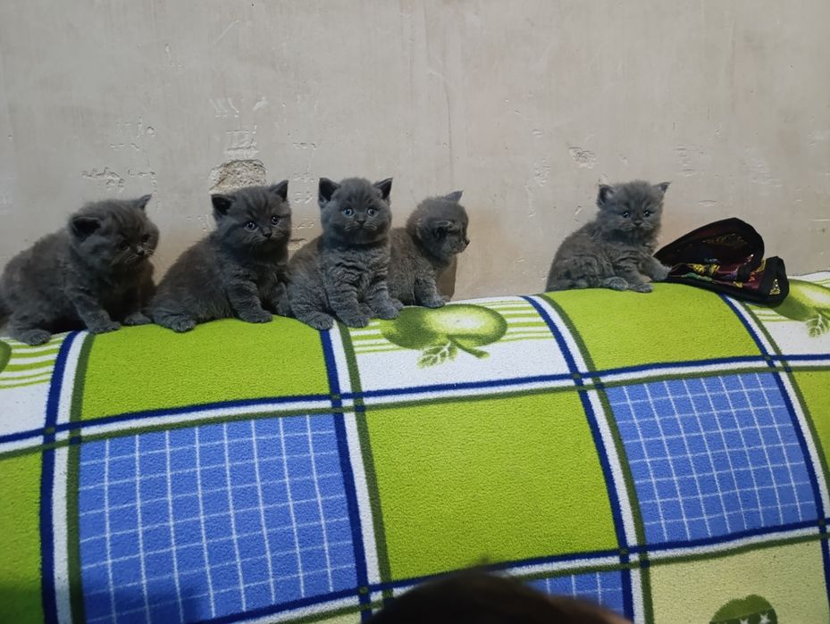 Mushukchalar sotiladi