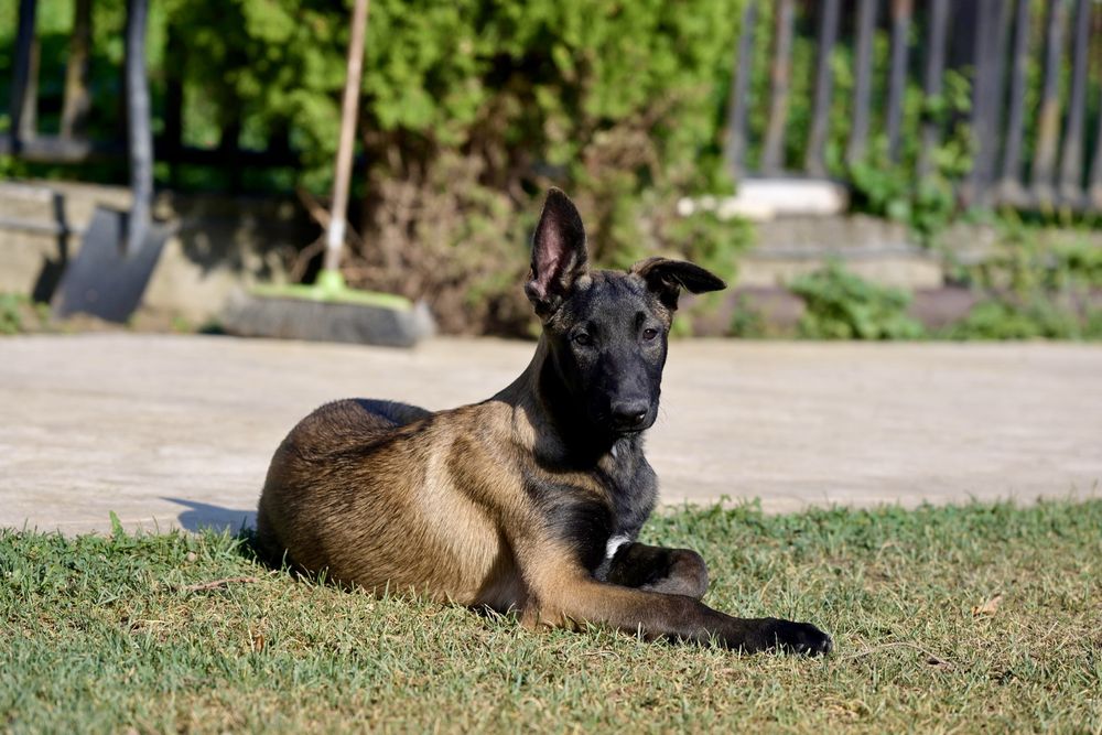 Ciobanesc Belgian - Malinois