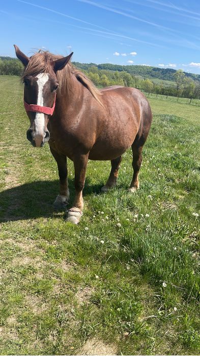 Vand iapa de 7 ani gestanta in 10 luni si o manza de 1 an