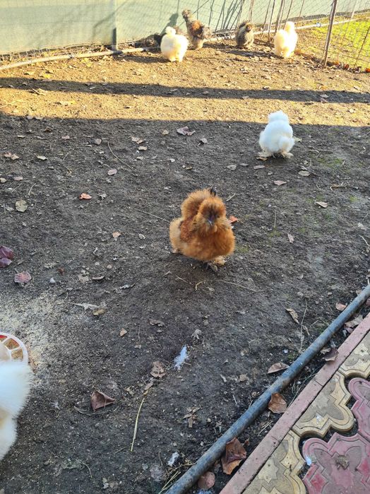 Perechi matase japoneza