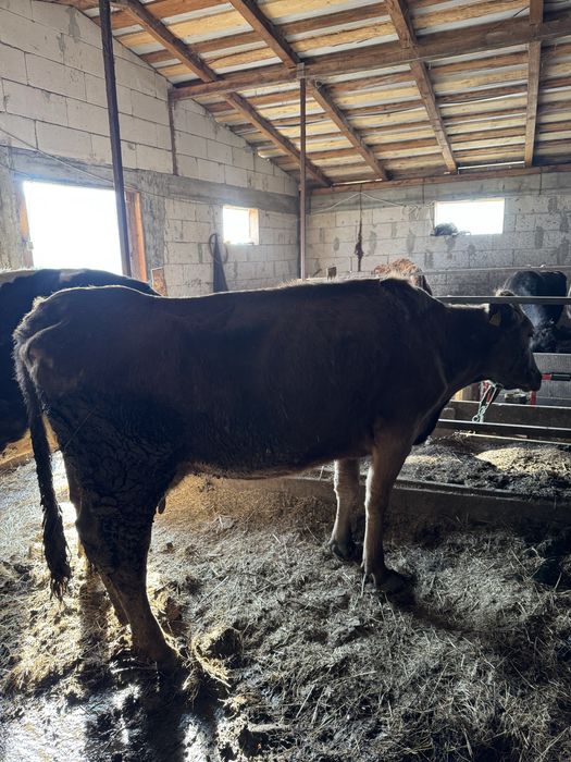 Vand trei vaci mai multe detali la telefon