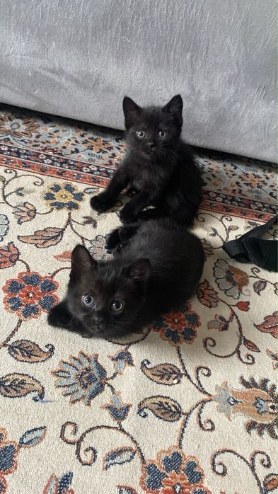 Отдам котенка в добрые руки. Мальчик
