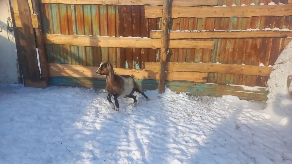 Продам козы срочно