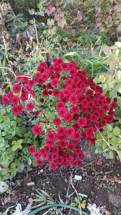 Хризантемы на срезку