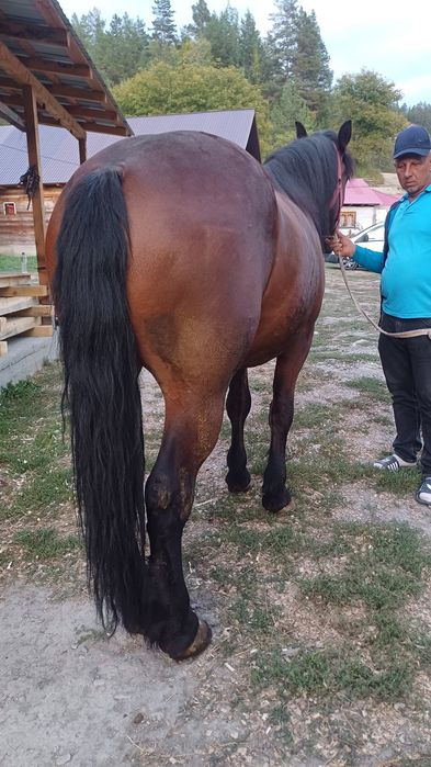 De vânzare mânz castrat de 2 ani