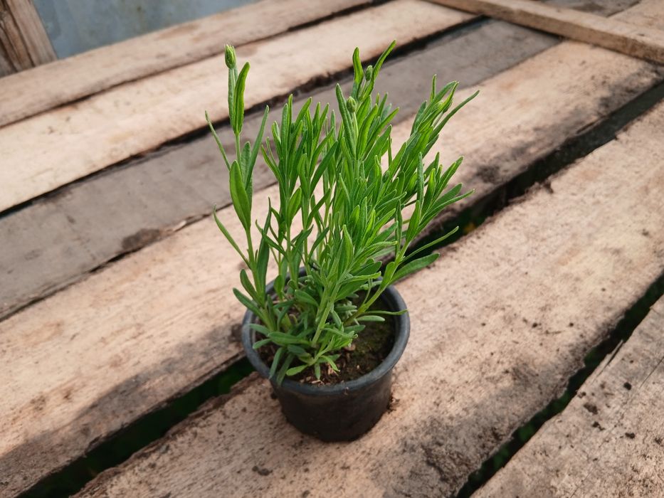 Lavanda de vânzare