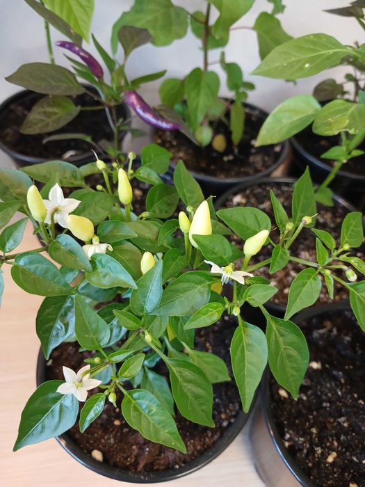 Продам перцы острые декоративные