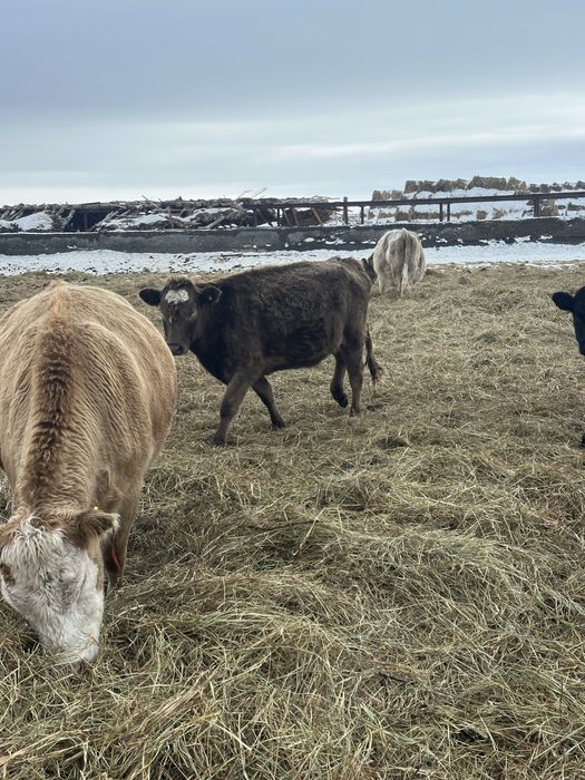 Продам тёлки ангус