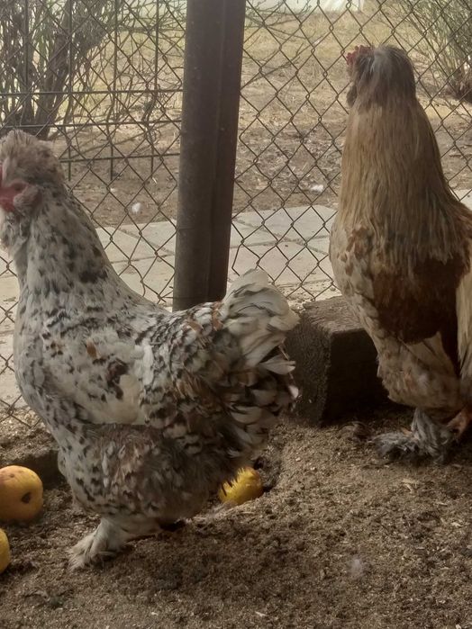 Găini și Cocoș Moțate bărboase