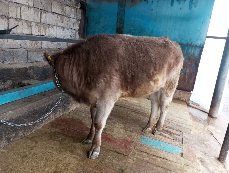 Продам жирную телку