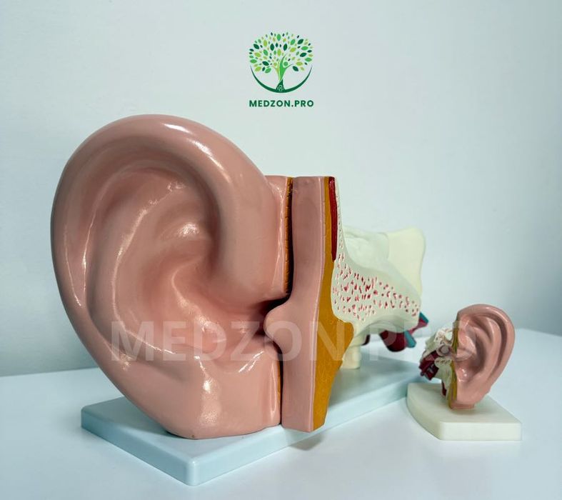 Анатомические Муляж Уха