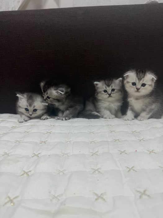 Шотландские шиншилы