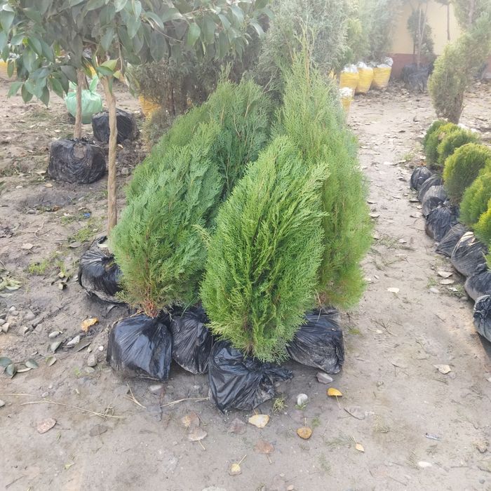 Китоб арча 20см дан 1,5 метр гача