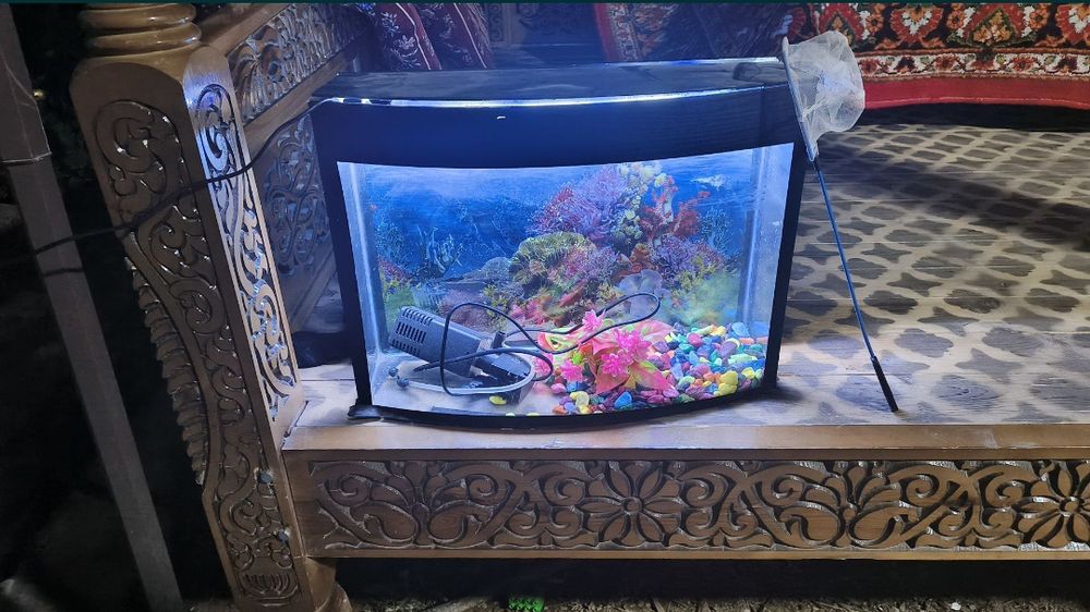 20 litr akvarium koʻrib turgan hamma narsa bor  tel yoki tg