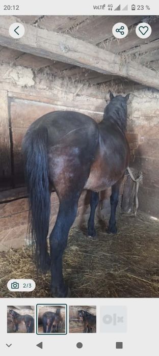 Vând cal bun de căruță