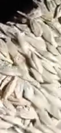 Арпа ячмень 2025