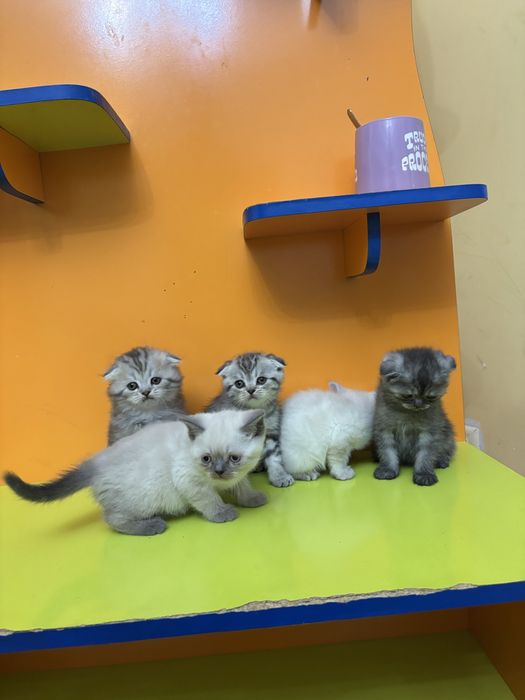 Шотландские котята