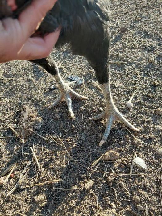 Дакан курица Тайго