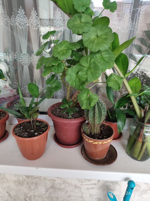 Комнатные цветы недорого