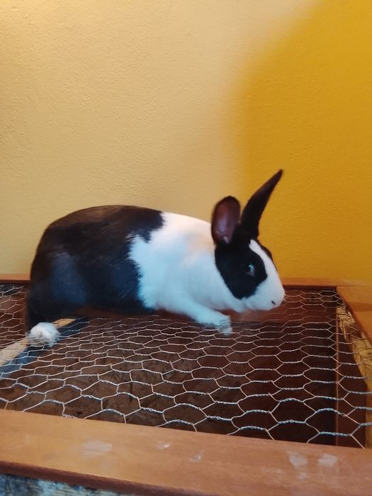 Iepure hycole francez femelă