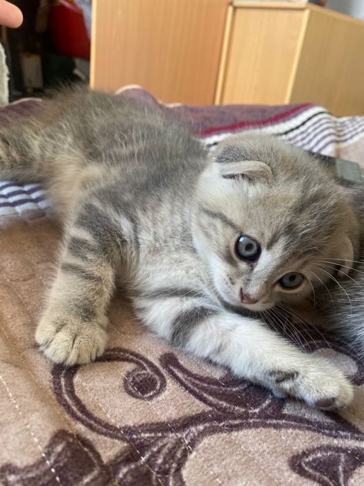 Котята шотландские фолдики
