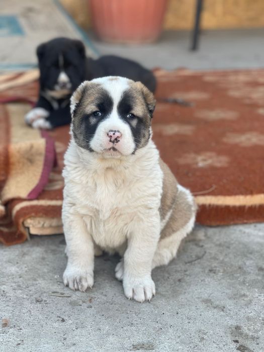 Щенки САО с паспортом