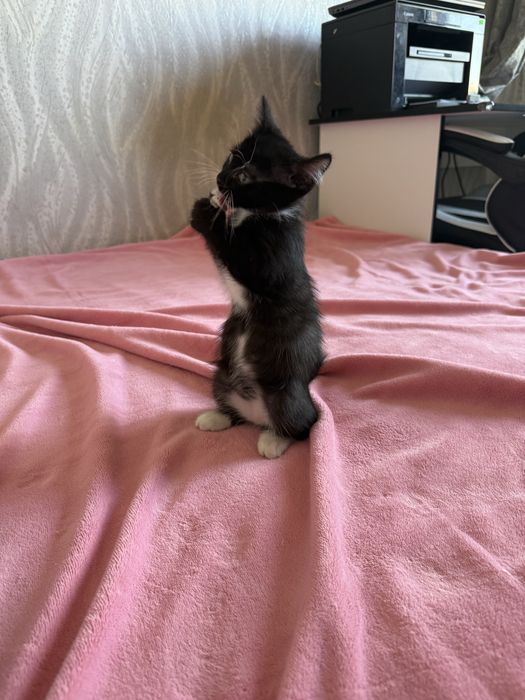 Котёнок девочка отдам