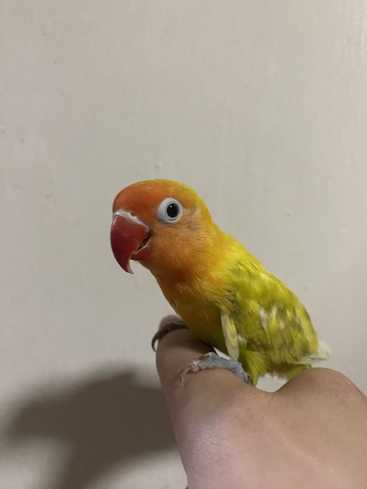 Papugay ruchnoy sotiladi