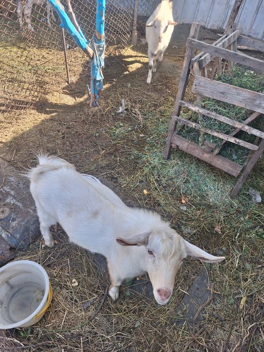 Продам коз  с Кендала