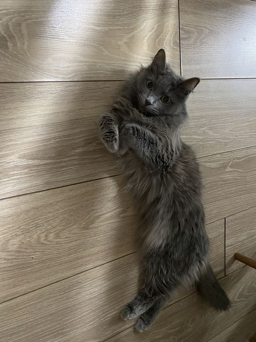 Отдам кошку в добрые руки