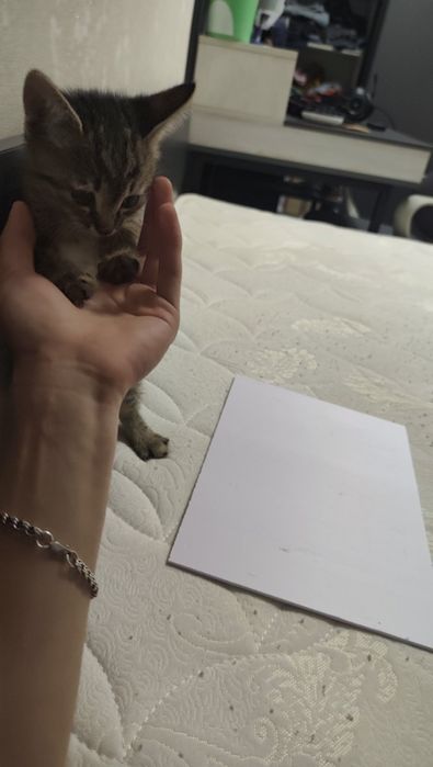 маленький котенок девочка