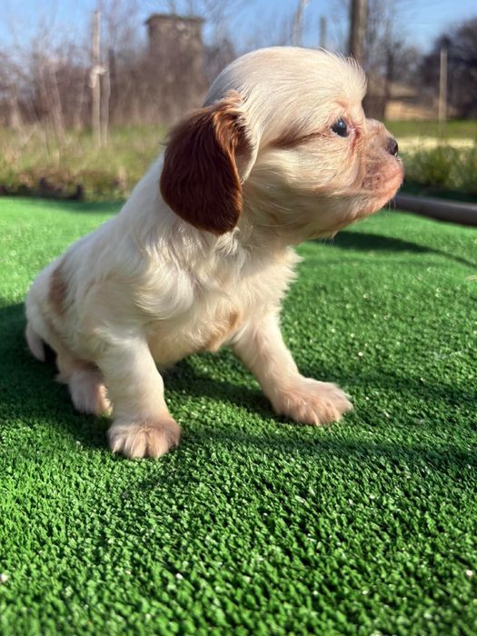 Продавам Кавалер Кинг Чарлз Шпаньол