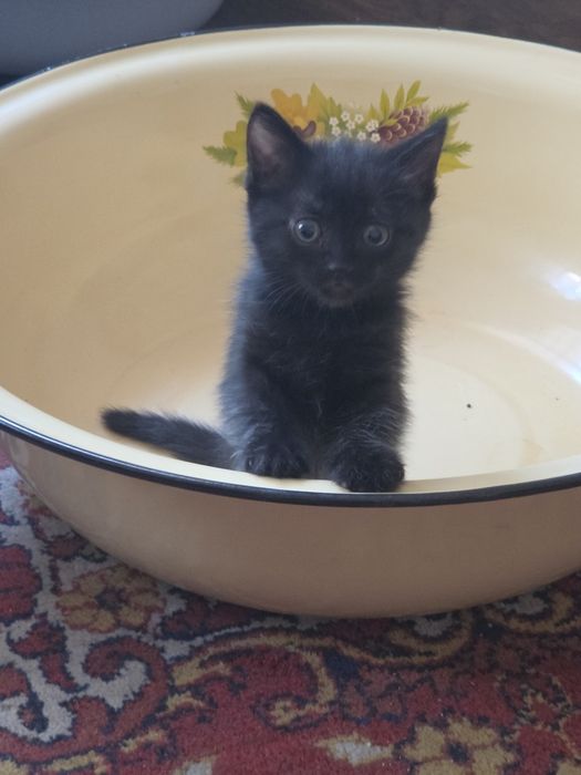 Котята красивые игривые будущие крысоловы
