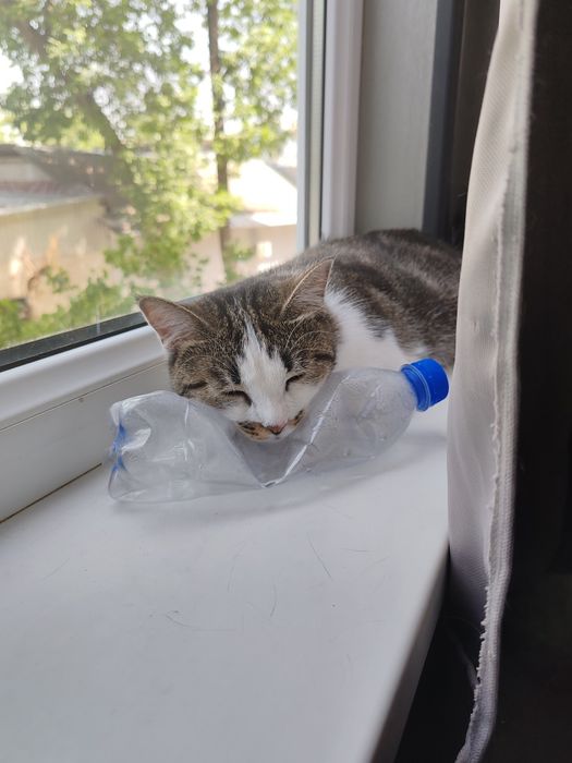 Домашняя кошка в хорошие руки