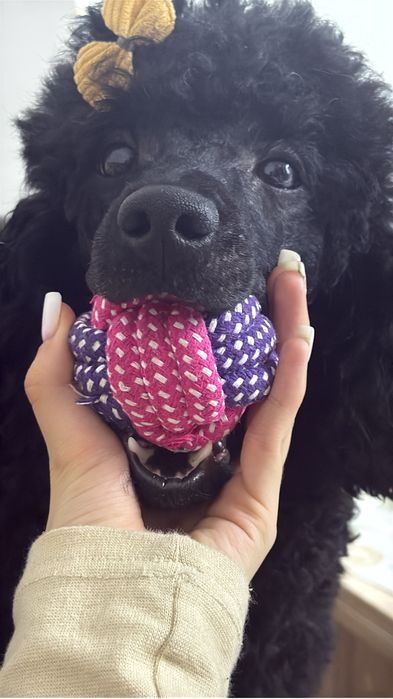 Продается пудель