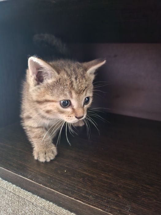 Отдам даром котят