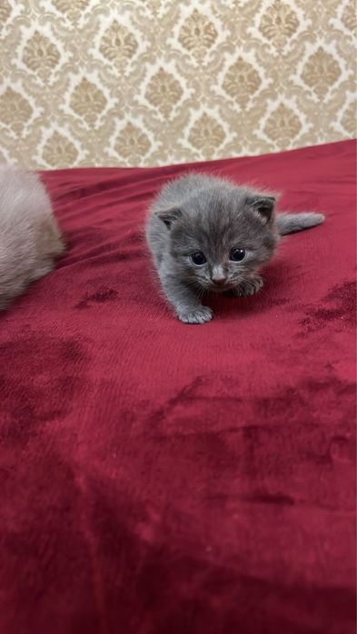 Вислоухие британские котята