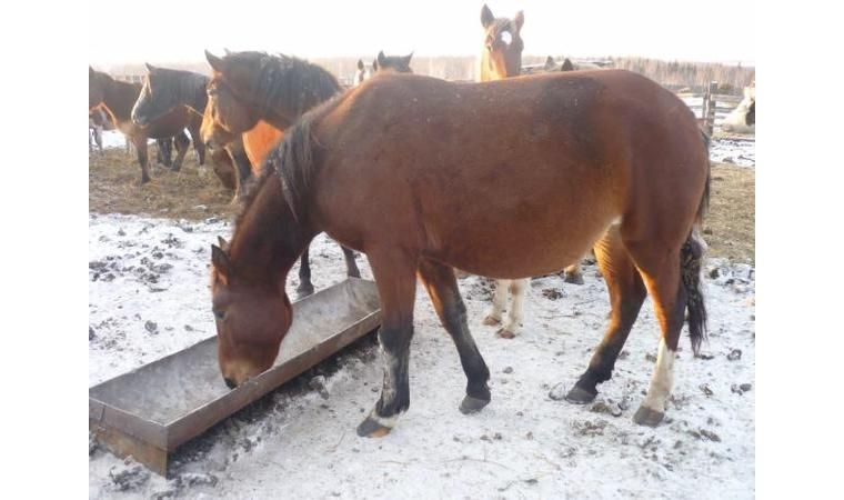 Жылқы еті, соғым халал, Мясо конина