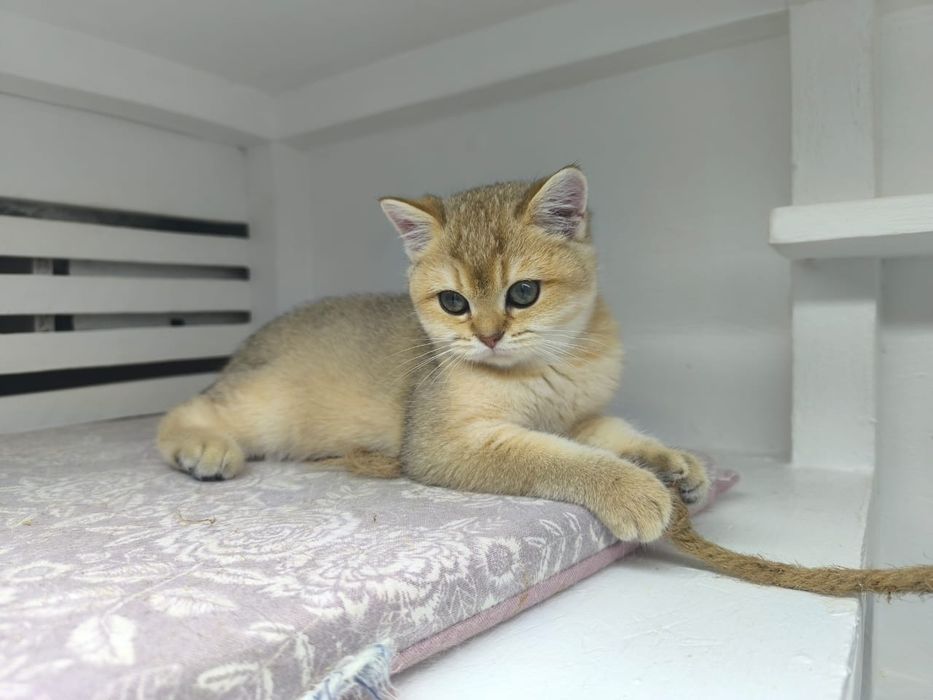 КоТик и кошЕчка  .ЗоЛоТо