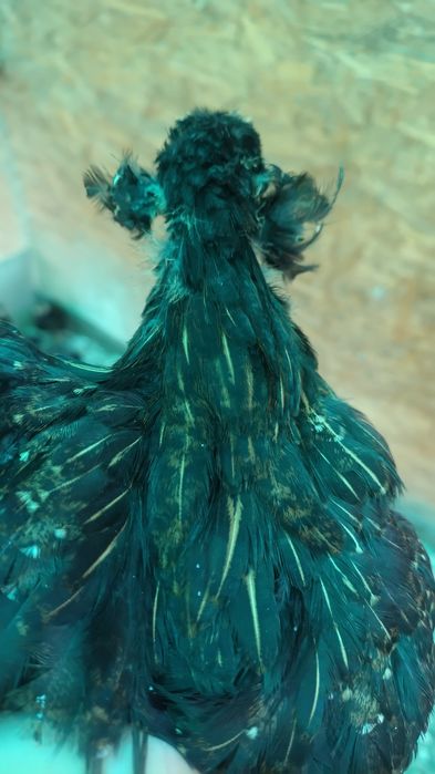 Pui de găină Araucana potârnichiu sălbatic.