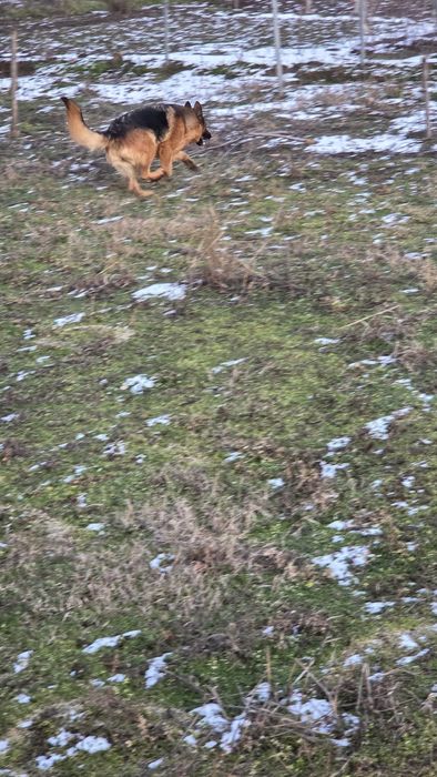 Femelă ciobănesc german