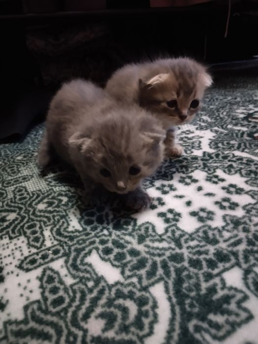 Скоттиш фолд кошечки три девочки один светлый самый мальчик оптом