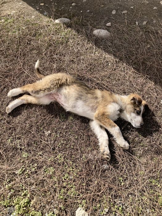 Щенок лайка девочка