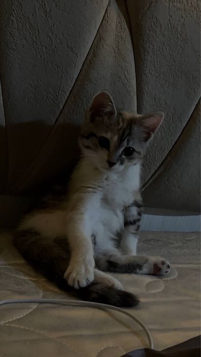 Отдам котенка в добрые руки