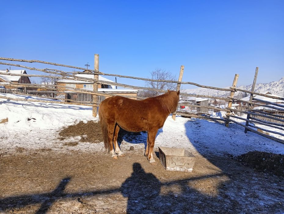 Айғыр сатылады, продается жеребец