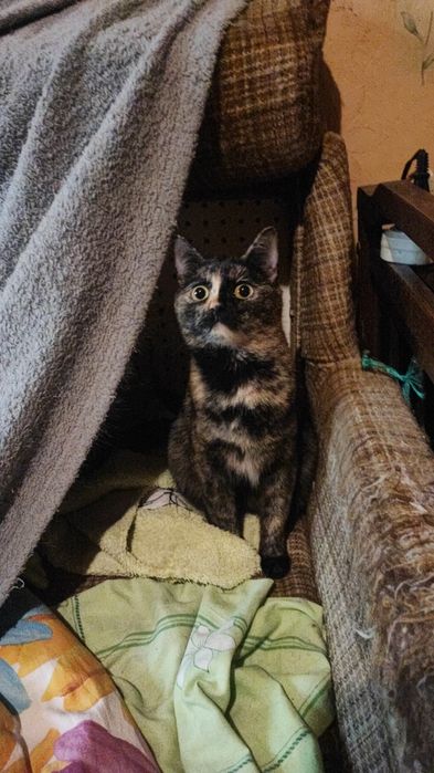 Отдам в хорошие, добрые руки