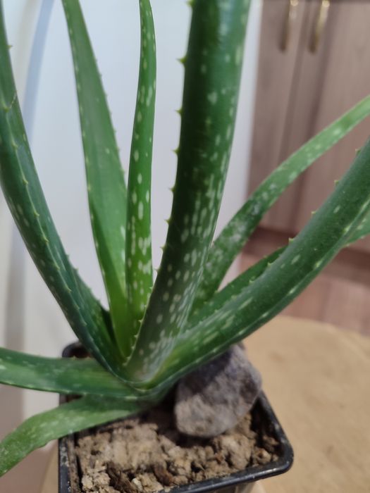 Алоэ Вера ,Цветок бессмертия.