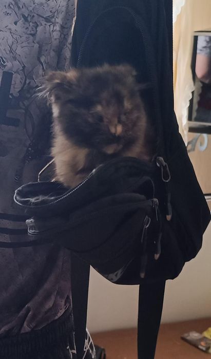 Отдам кошечку в добрые руки