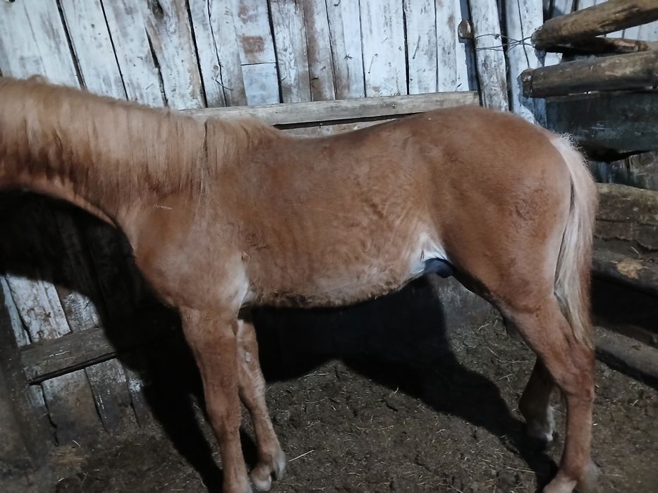 Продам  жеребчика  стоить на откорме