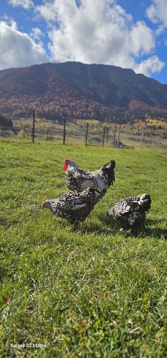 Familie de wyandotte